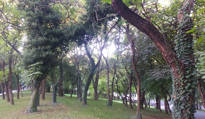 Photo 2 of the Bikemap route "Bucuresti MTB Parcul Vacaresti Yellow 23 km (ADE 233)"