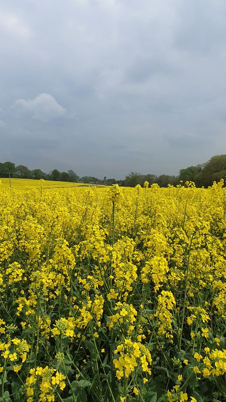 RG29 1JB, Odiham to Dora's Green Lane 1, Dippenhall