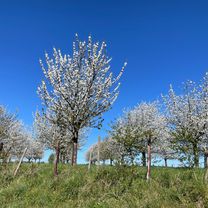 Chaussée de Boitsfort 140, Watermael-Boitsfort to Heide 18, Sint-Truiden