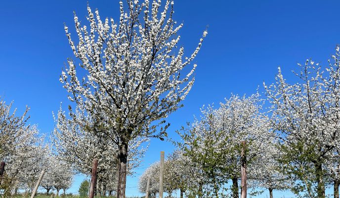 Foto 1 der Bikemap-Route "Chaussée de Boitsfort 140, Watermael-Boitsfort to Heide 18, Sint-Truiden"