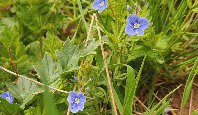 Foto 2 der Bikemap-Route "25.04.2022, cu Ilinca, Mara si Alex, Sitaru"
