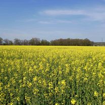 Foto 7 der Bikemap-Route "NR928: Obstbaumblüte auf den Streuobstwiesen rund um Uedem"