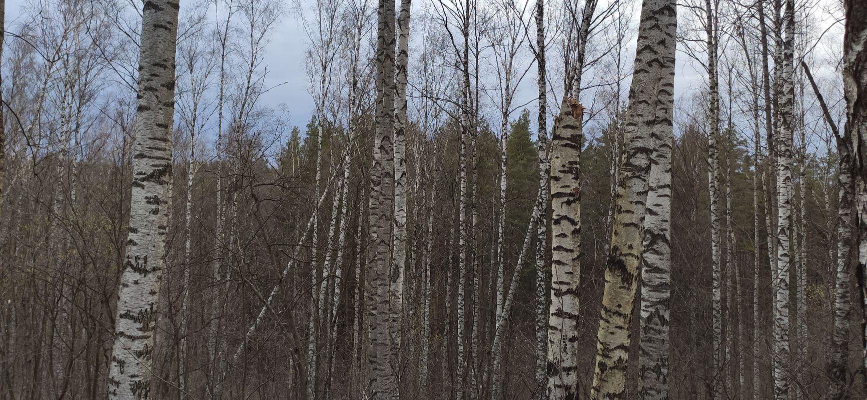 холмики