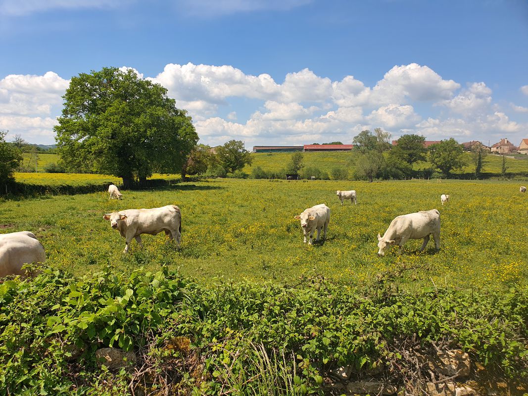 De Bois des Fous, Dompierre-les-Ormes à Bois des Fous, Dompierre-les-Ormes