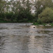 Cesta bez názvu, Beluša do Hviezdoslavova 8