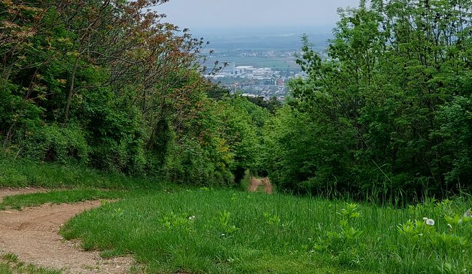 Foto 1 del percorso Bikemap "Josef Schöffel-Straße 9, Gumpoldskirchen do Rotes Mäuerl 270, Gumpoldskirchen"