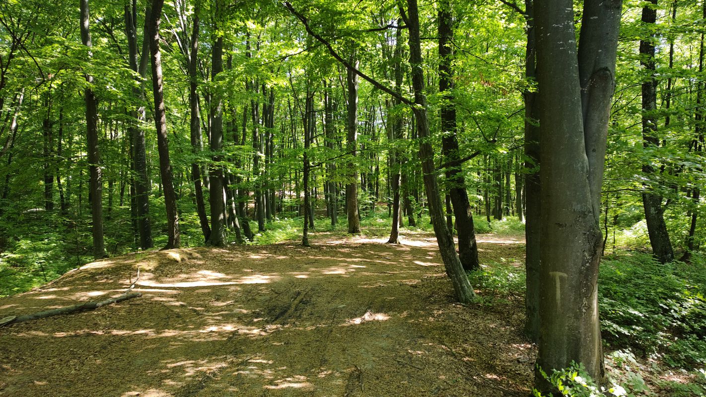 Circuit prin pădurea de la Vorona