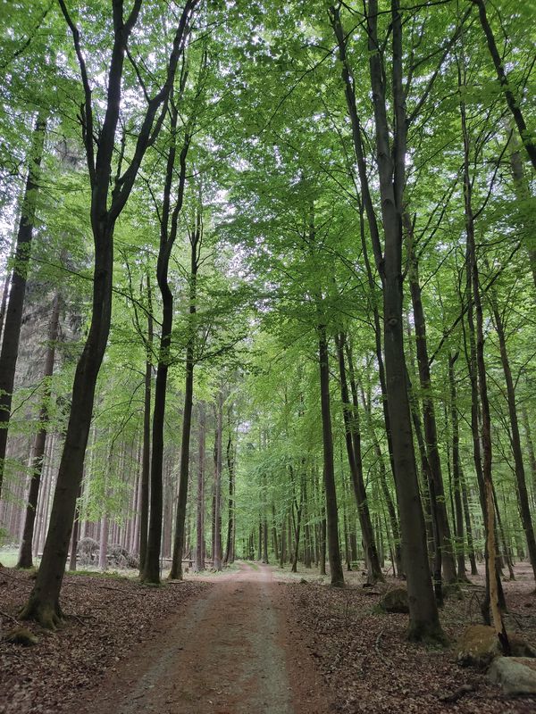 Straße ohne Straßennamen, Feldberger Seenlandschaft nach Straße ohne Straßennamen, Feldberger Seenlandschaft