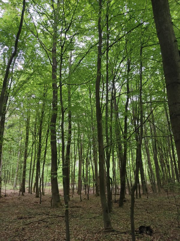 Straße ohne Straßennamen, Feldberger Seenlandschaft nach Straße ohne Straßennamen, Feldberger Seenlandschaft