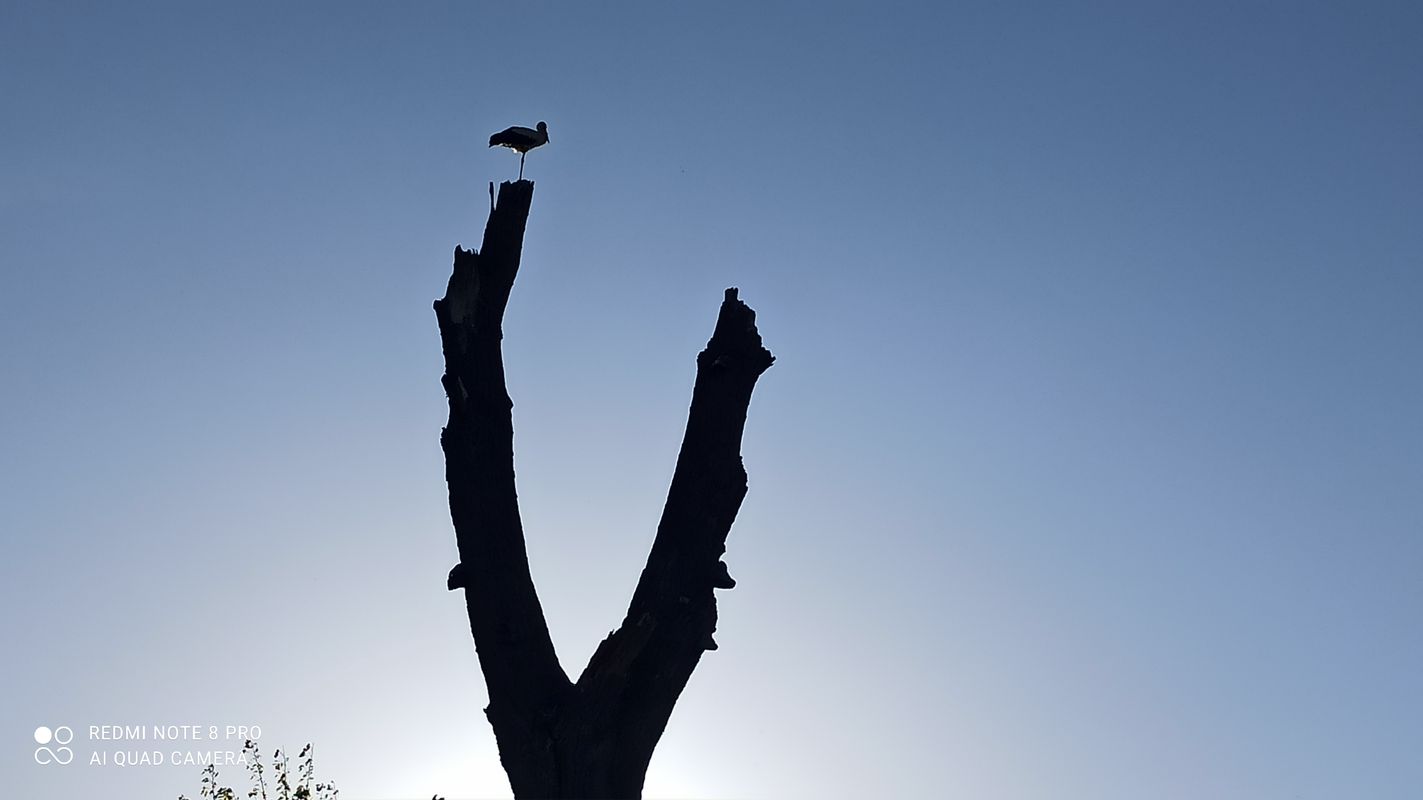 Kopčany, Moravská Nová Ves, Mikulčice-Lužný les, Kopčany