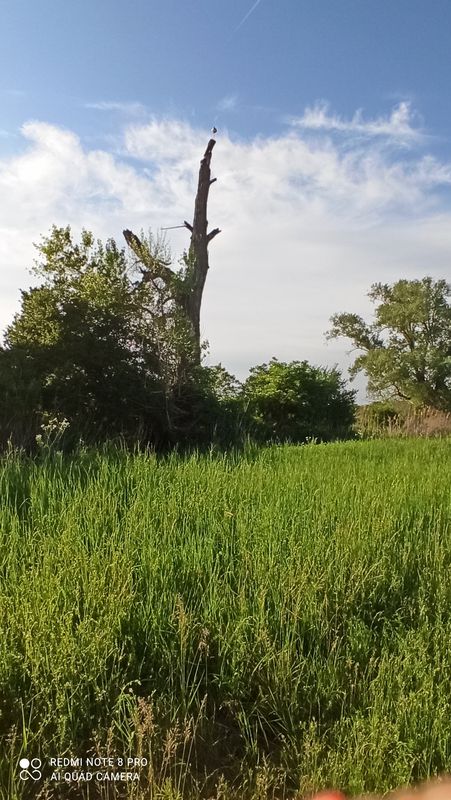 Kopčany, Moravská Nová Ves, Mikulčice-Lužný les, Kopčany