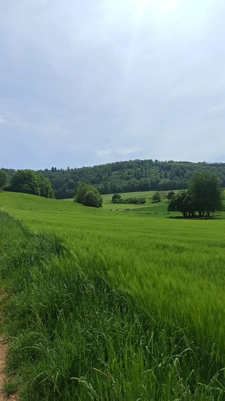 Essingen