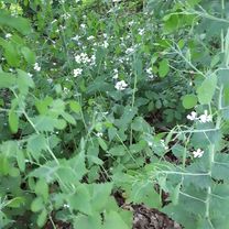 Hitzacker-Zernien-Volkfien-Tramm-Hitzacker