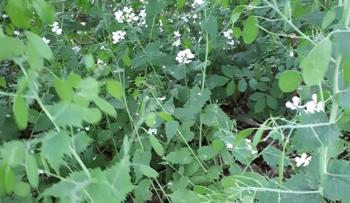 Photo 1 de l’itinéraire Bikemap « Hitzacker-Zernien-Volkfien-Tramm-Hitzacker »