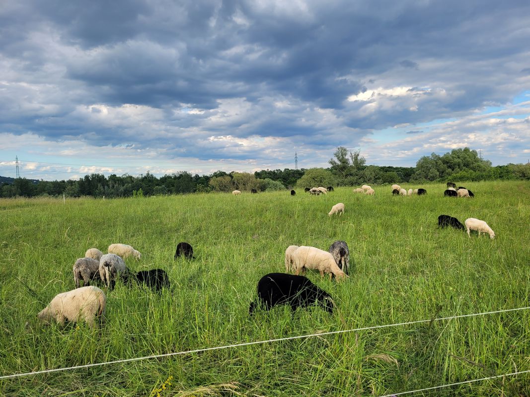 Wien to Greifenstein and back (Pt. 5/6 Korneuburg to Donauinsel)