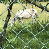 Fr., 03. 06. 2022 Flughafentour, Rückweg über Königsforst