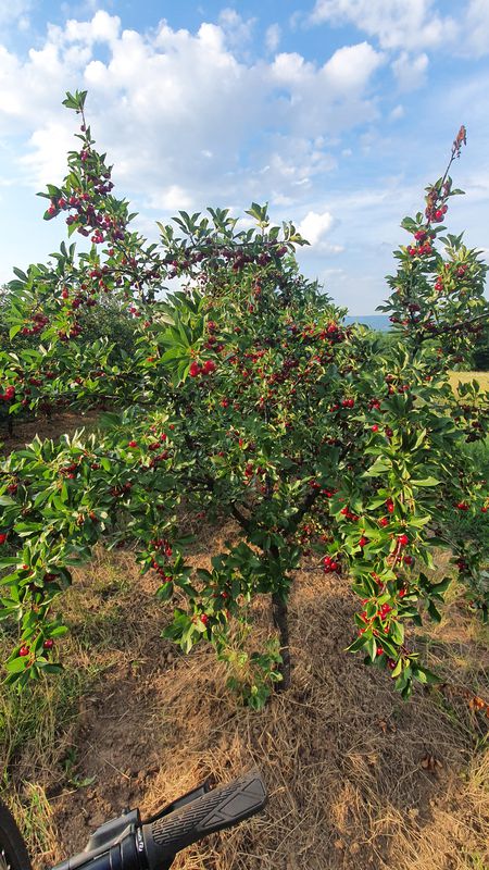 off road Virine-Drazmirovac-Krusar