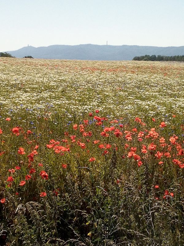 Nordhausen-Neustadt-Rottleberode-Berga-Nordhausen