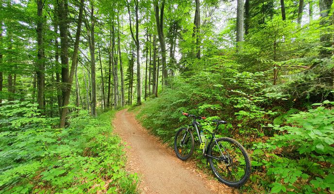 Foto 1 der Bikemap-Route "Brasov MTB City-Highlights 34 km Brasov - Pietrele lui Solomon - Poiana Stechil - Saua Tampei - Brasov (ADE 76)"