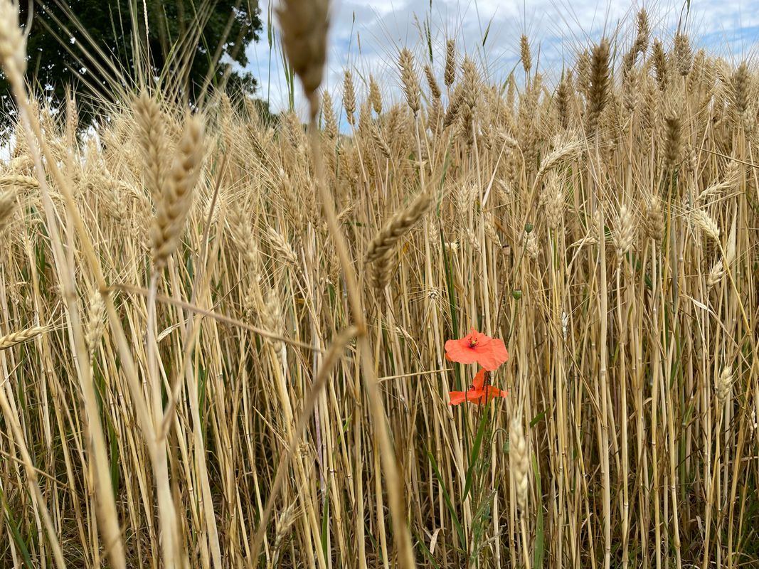 Staufen, Staufen im Breisgau nach Im Wolfacker 8, Staufen im Breisgau
