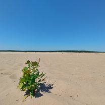 Jaworzno-Róża Wiatrów