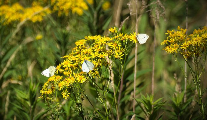 Zdjęcie 2 trasy Bikemap „Tankumsee”