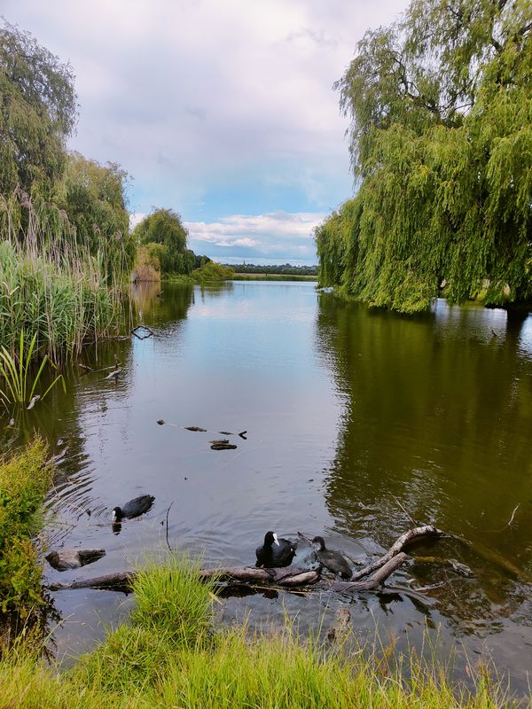 Bushy park via Hampton Court and Kingston