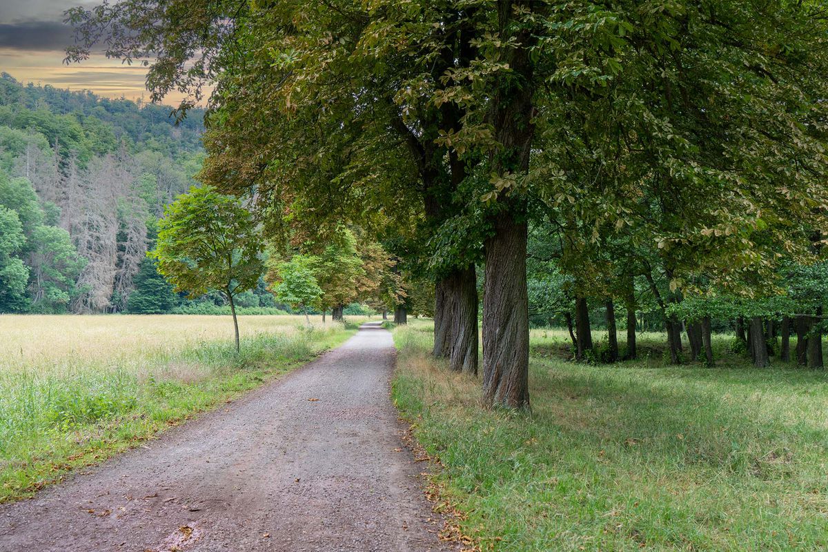 Allee, Falkenstein/Harz nach Allee, Falkenstein/Harz