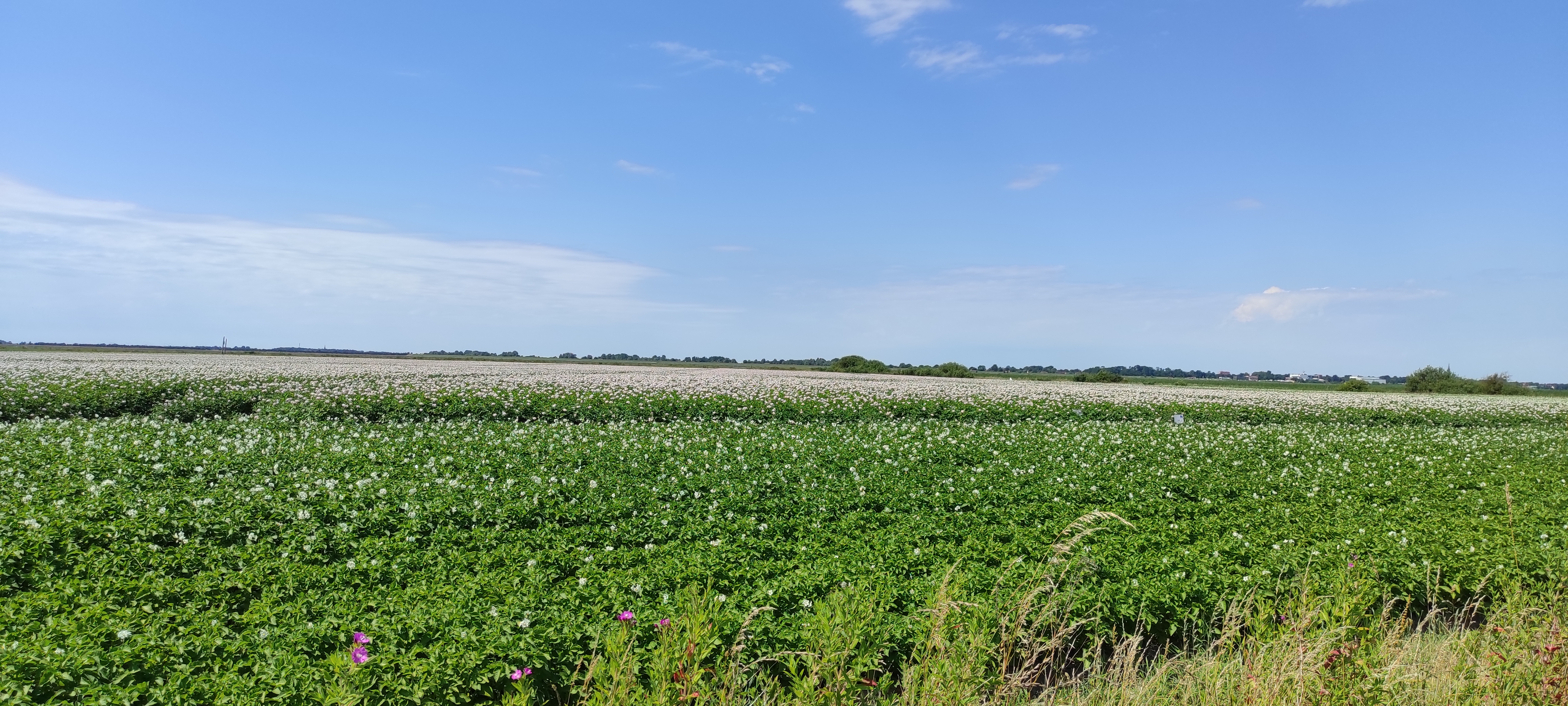 Osterreihe 19, Mildstedt nach Bundesstraße 1, Westerdeichstrich