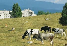 MTB da malga Campolongo a Passo Vezzena