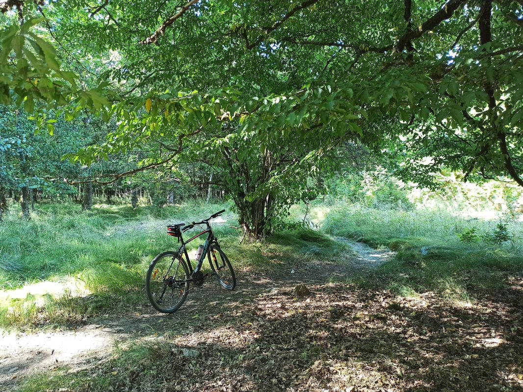 Waldsee Tour Glashütter Wiesen