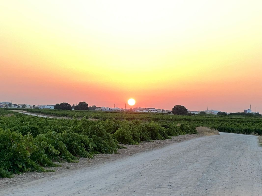 Camino del Raso, Pedro Muñoz a Avenida del Raso, 39–99, Pedro Muñoz