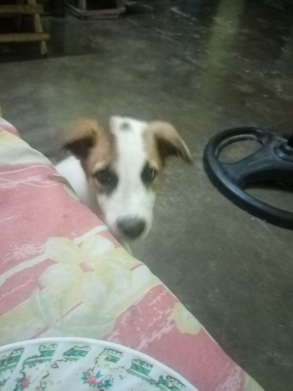 Santiago - Tuguegarao Road to Santiago - Tuguegarao Road