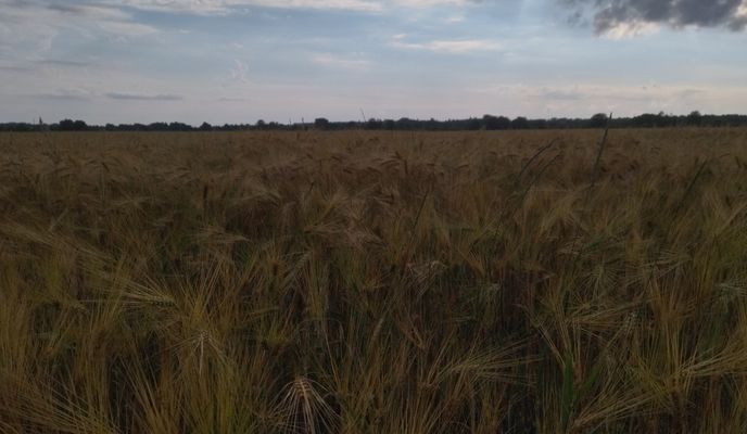 Foto 1 der Bikemap-Route "Прогулка с собакой"