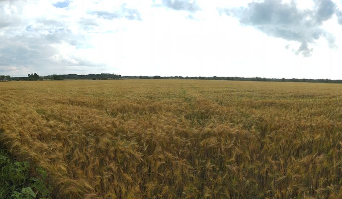 Foto 2 der Bikemap-Route "Прогулка с собакой"