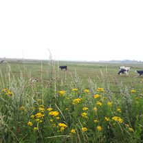 Longacre 71 to Radnor Drive 86