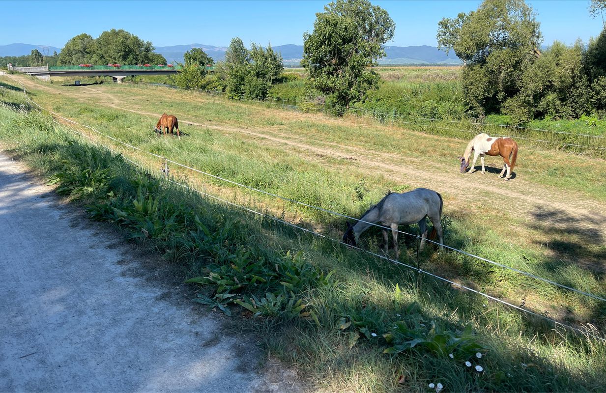 (15) - 76 KM - Neuf brisach