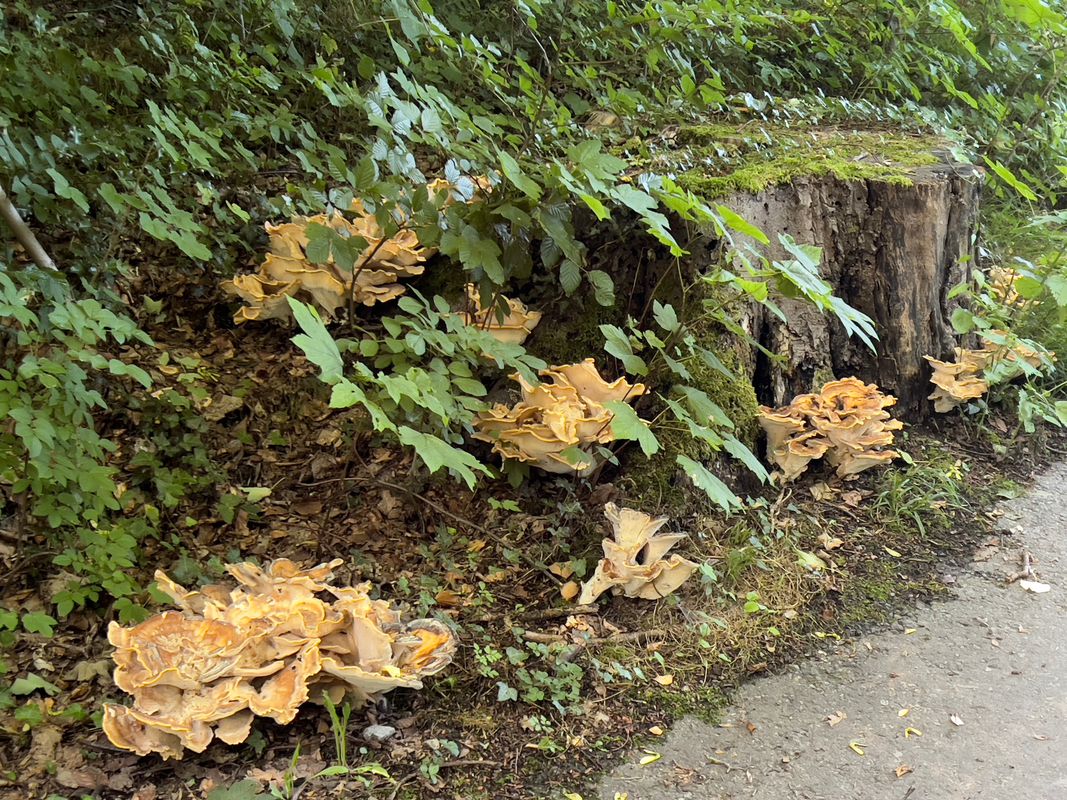 Bleichstraße 31–49, Bad Oeynhausen nach Bleichstraße 31–49, Bad Oeynhausen