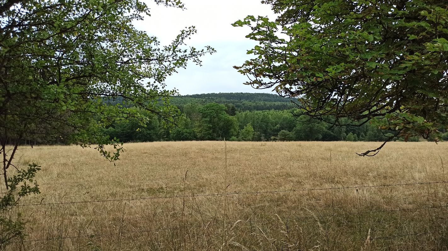 Ellerspring