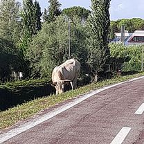 Percorso per Via della Riserva di Livia 42, Roma