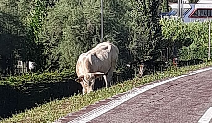 Photo 1 of the Bikemap route "Percorso per Via della Riserva di Livia 42, Roma"