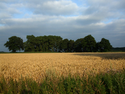 Atrakcja 3 na trasie Bikemap „Hamburger Straße - Achterdieksee - Grasberg - Borgfeld”