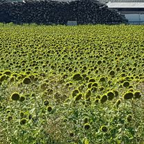 Steyr - OÖ Enns mit Mündung - NÖ - Steyr