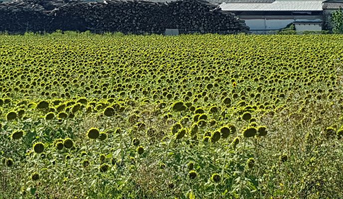 Foto 1 der Bikemap-Route "Steyr - OÖ Enns mit Mündung - NÖ - Steyr"