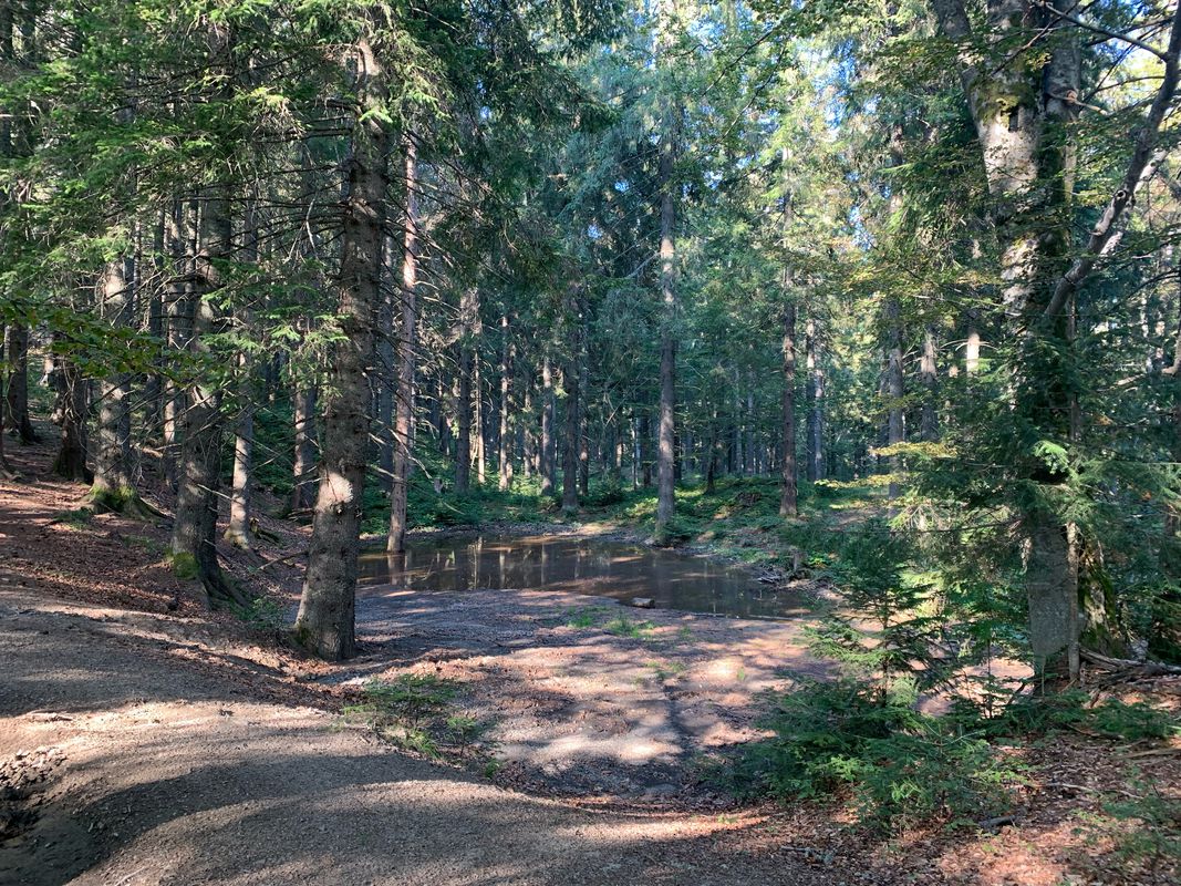 șeaua Jigoriei Vf Țarcu