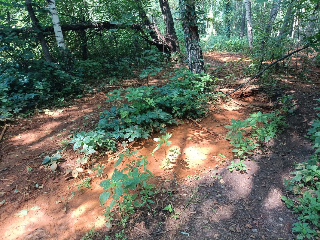 Π±Π΅Π»ΠΊΠ°