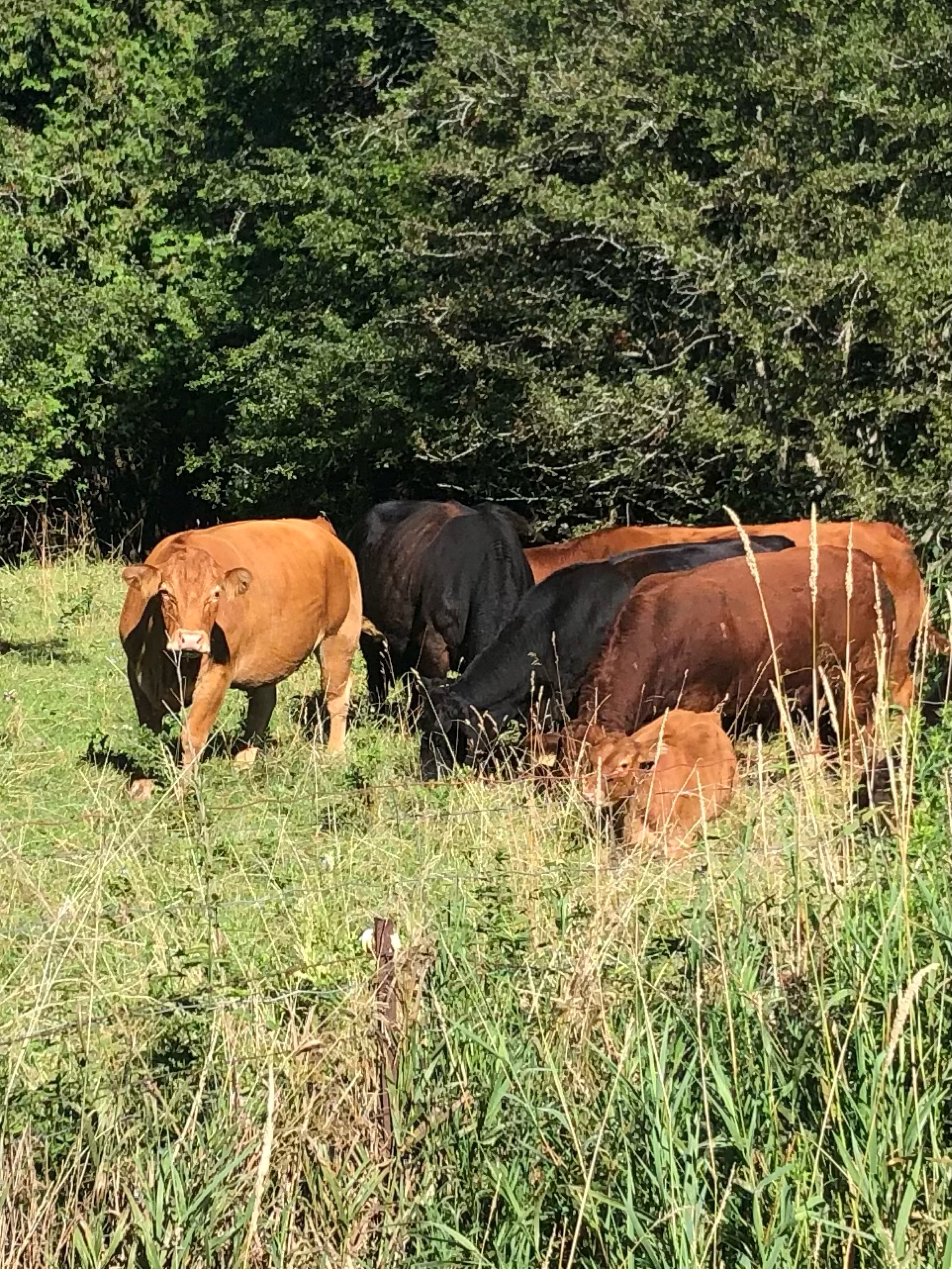 Waterfront Trail - Bowmanville to Port Hope and back