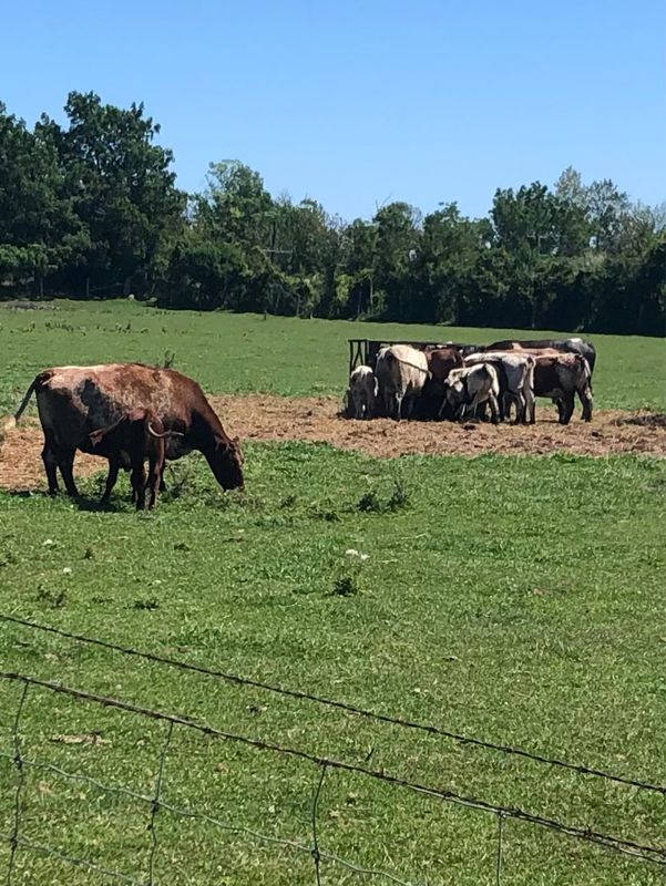 Waterfront Trail - Bowmanville to Port Hope and back
