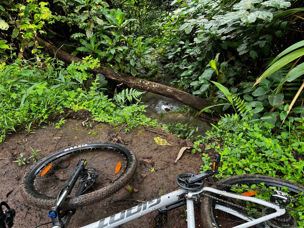 Ascenso de la serpiente a Basilé Bubi y Rebola