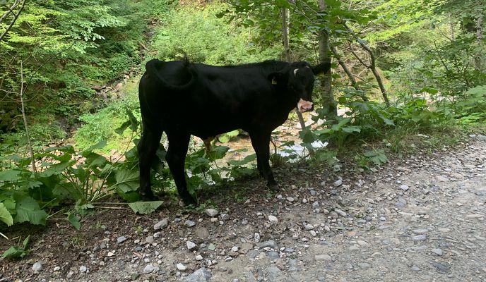 Photo 2 of the Bikemap route "Poiana Mărului -Cascada Șucu" Photo 2 of the Bikemap route "Poiana Mărului -Cascada Șucu"